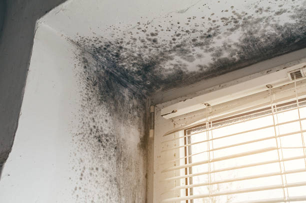 Affordable Commercial Mold Remediation solutions in Accident, MD