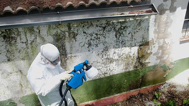 Top rated local Commercial Mold Remediation specialists in Accident, MD